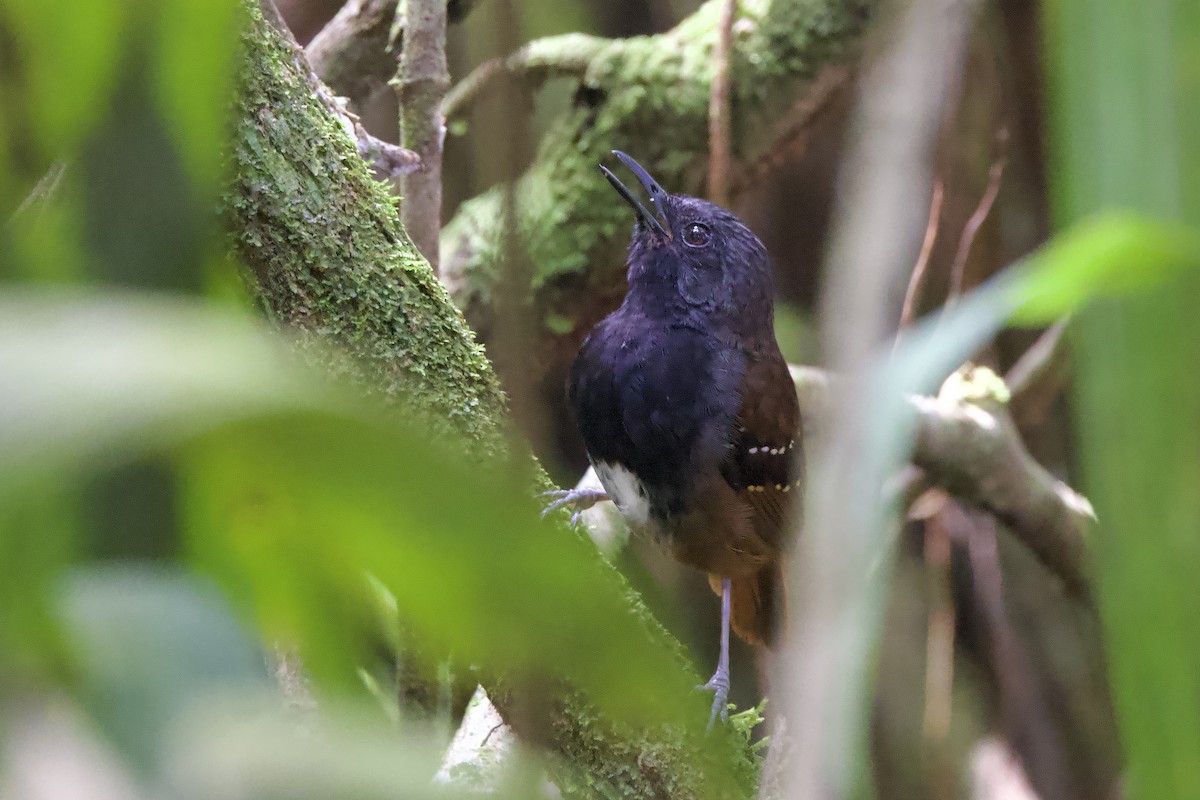 Zimmer's Antbird - ML634627574