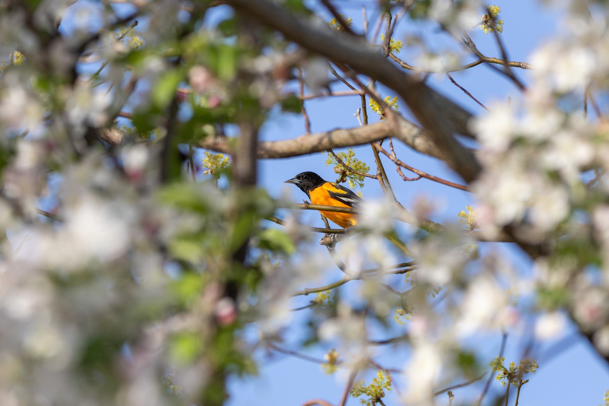 Baltimore Oriole - ML634627601
