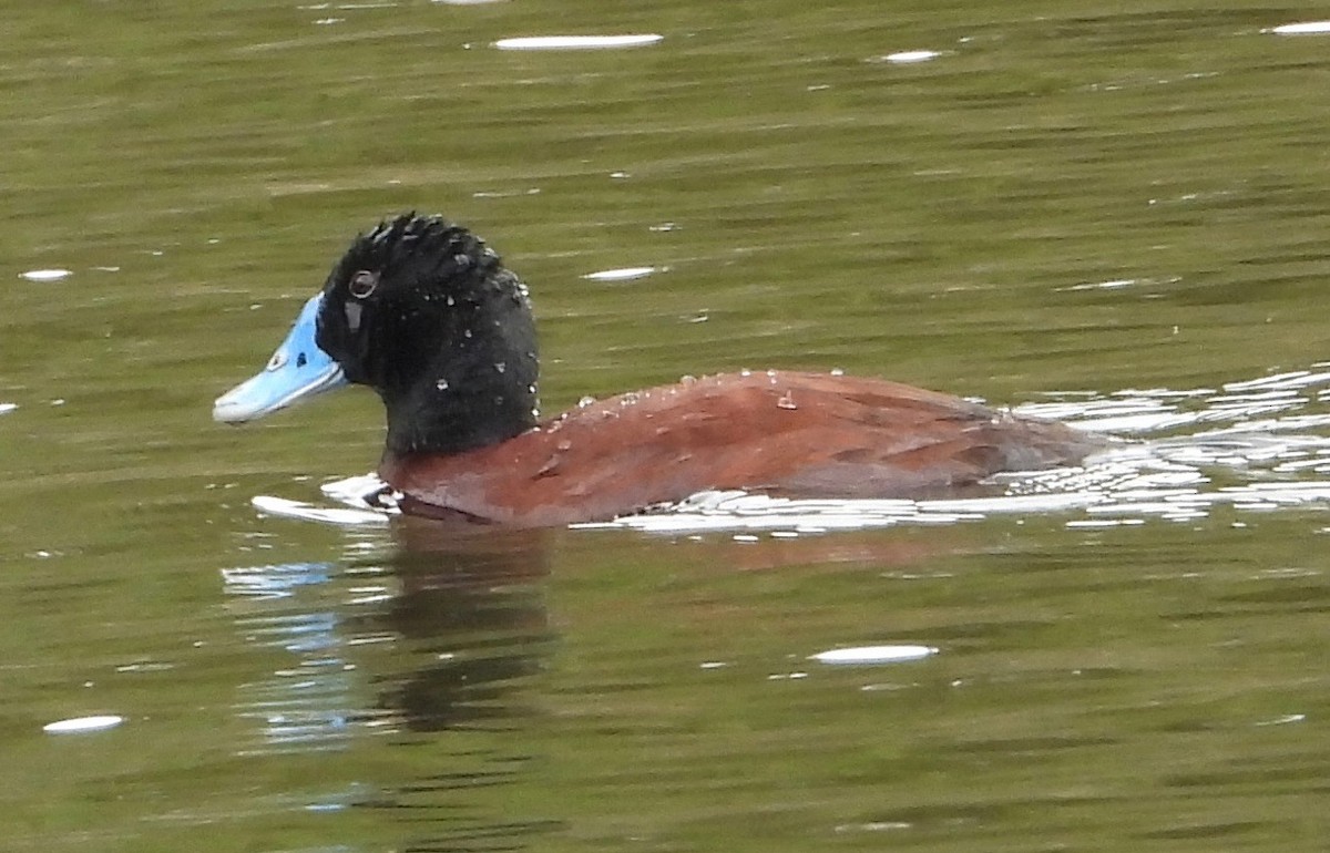 Blue-billed Duck - ML634627694