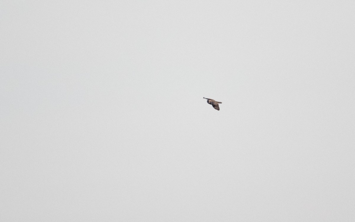 Short-eared Owl (Northern) - ML634627696