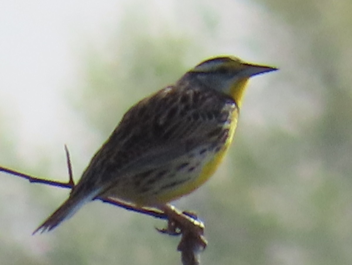 Eastern Meadowlark - ML634627805