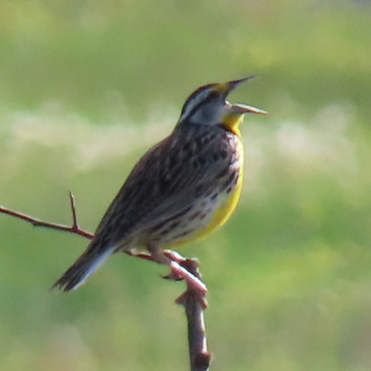 Eastern Meadowlark - ML634627806