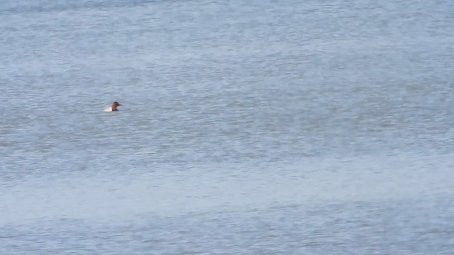 Canvasback - ML634627928