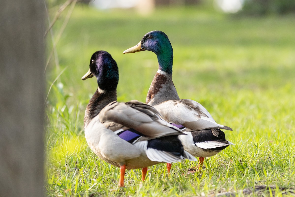 Mallard - ML634627972