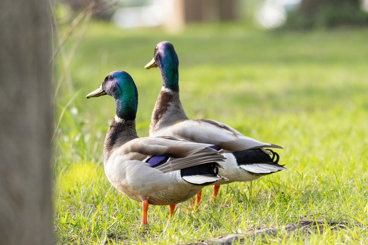 Mallard - ML634627973