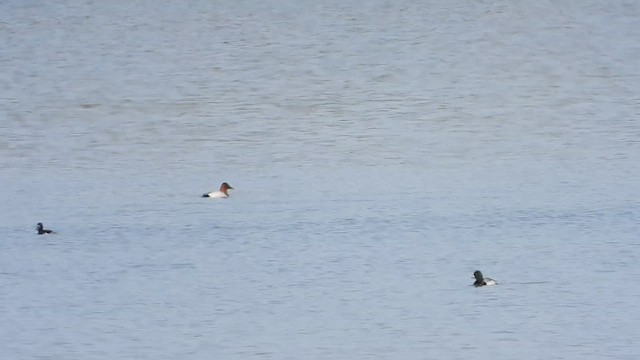 Canvasback - ML634627976