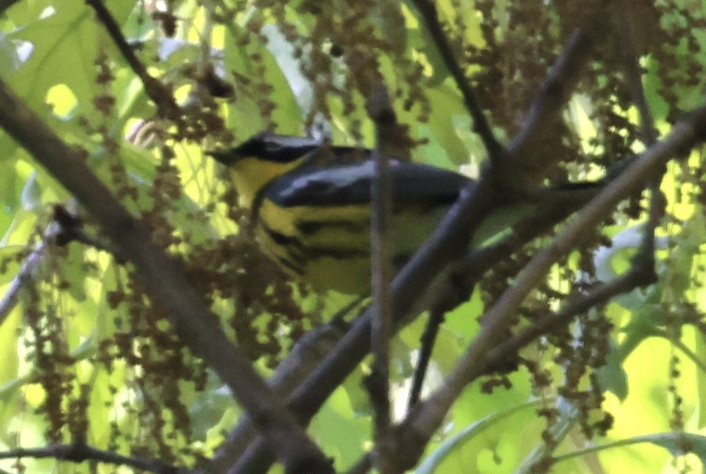 Magnolia Warbler - ML634628027