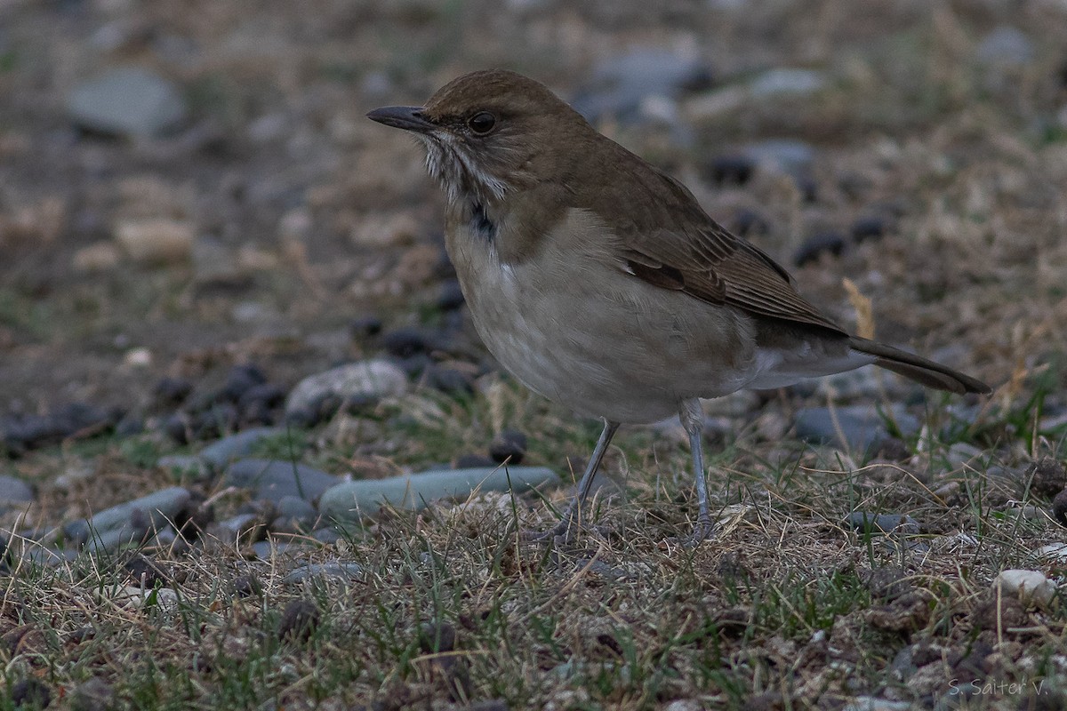 Кремовобрюхий дрозд - ML634628035