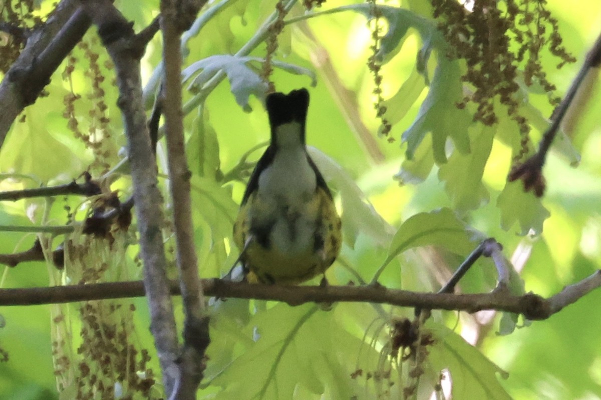 Magnolia Warbler - ML634628036