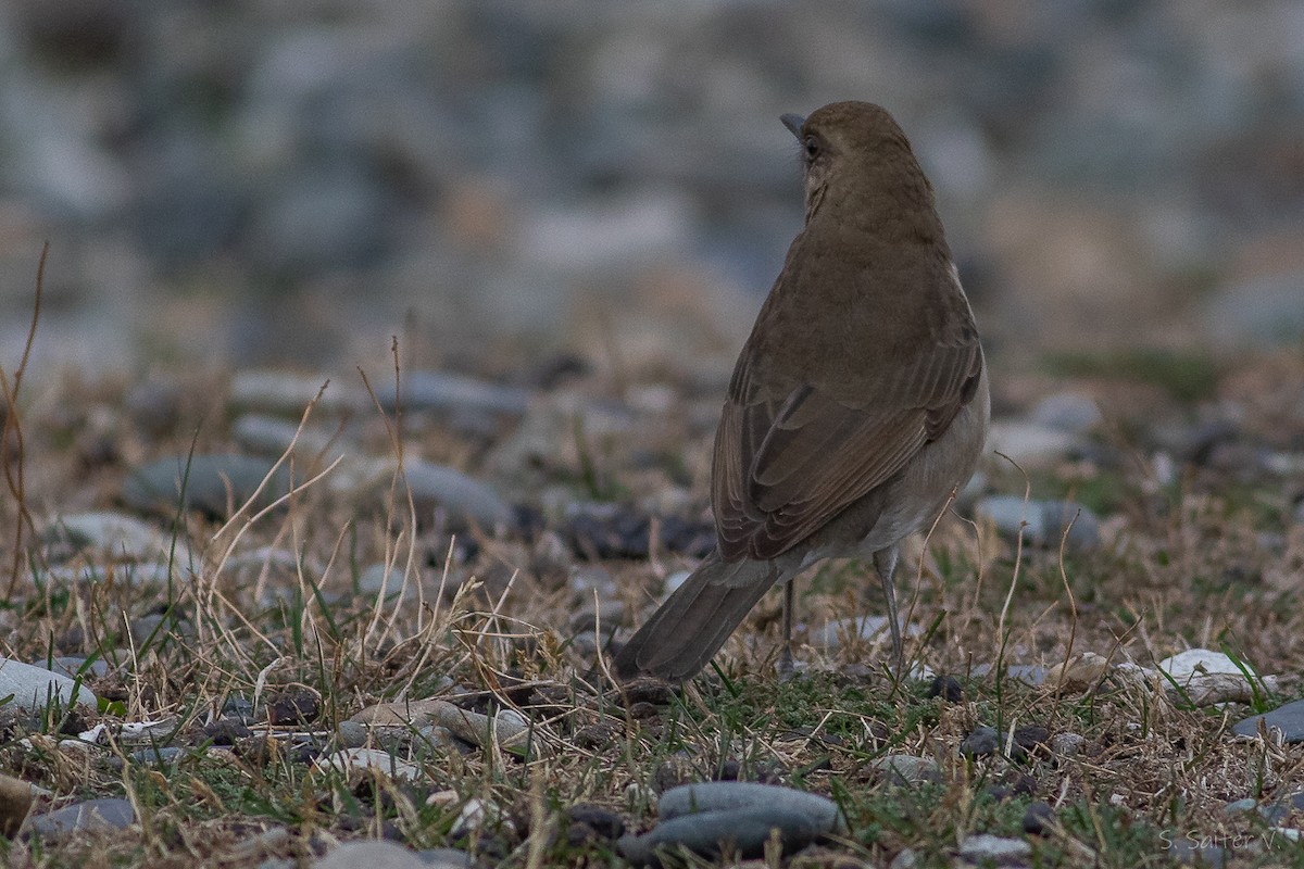 Кремовобрюхий дрозд - ML634628049