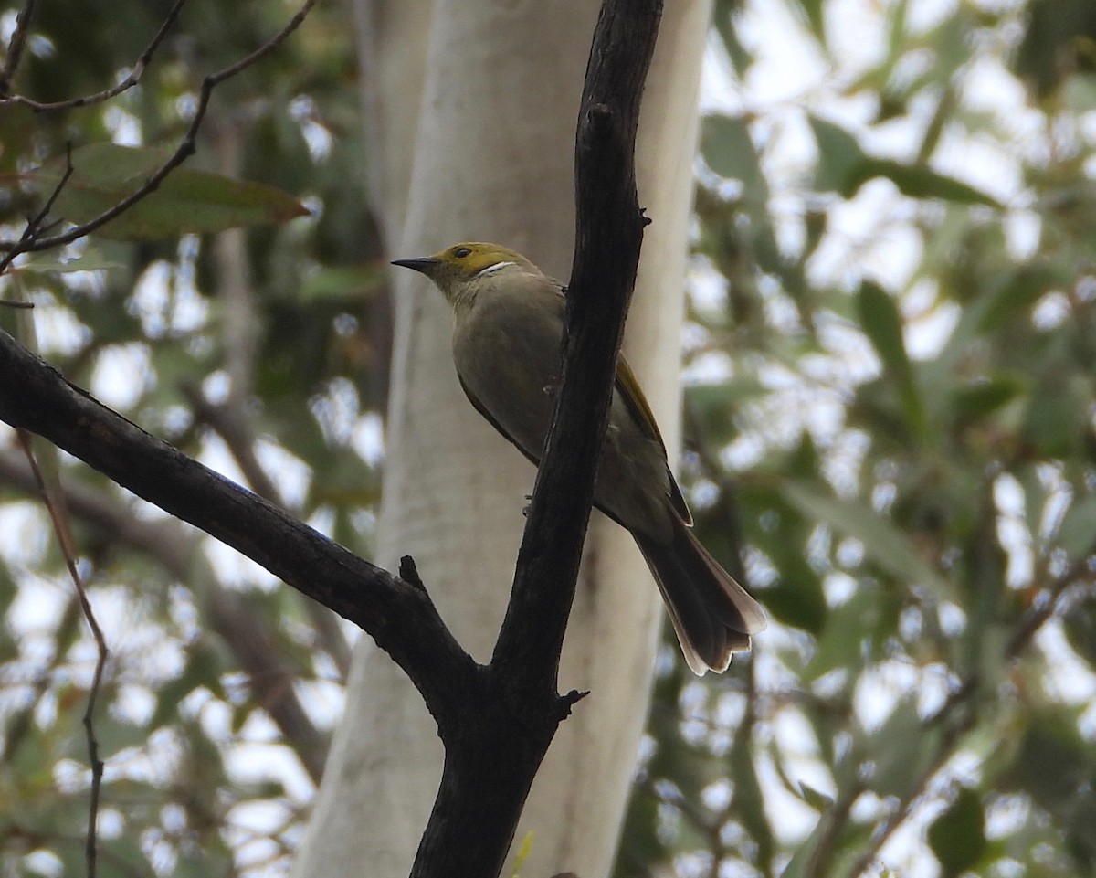 White-plumed Honeyeater - ML634628074