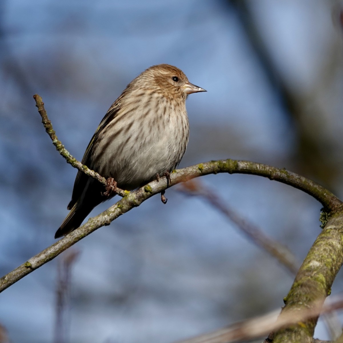 Pine Siskin - ML634628148