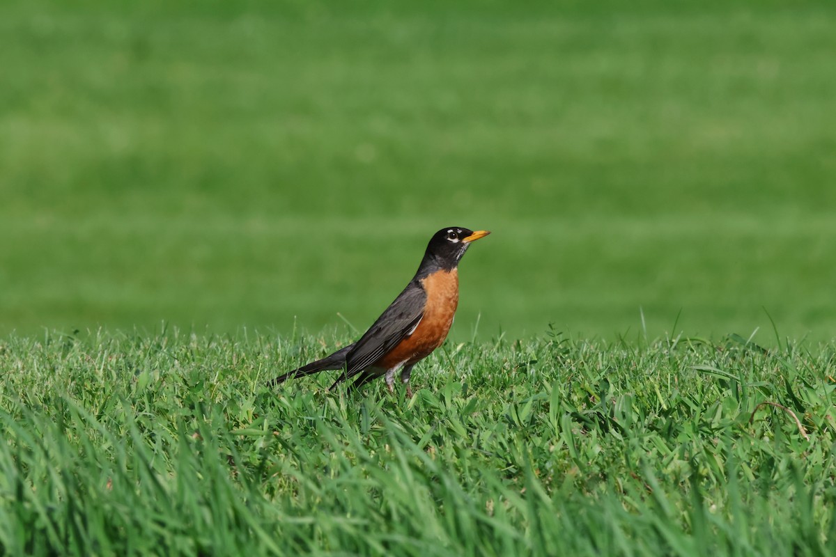 American Robin - ML634628177