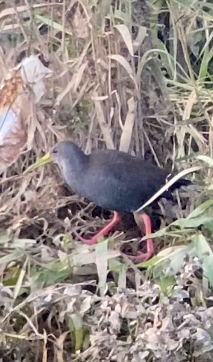 Blackish Rail - ML634628291