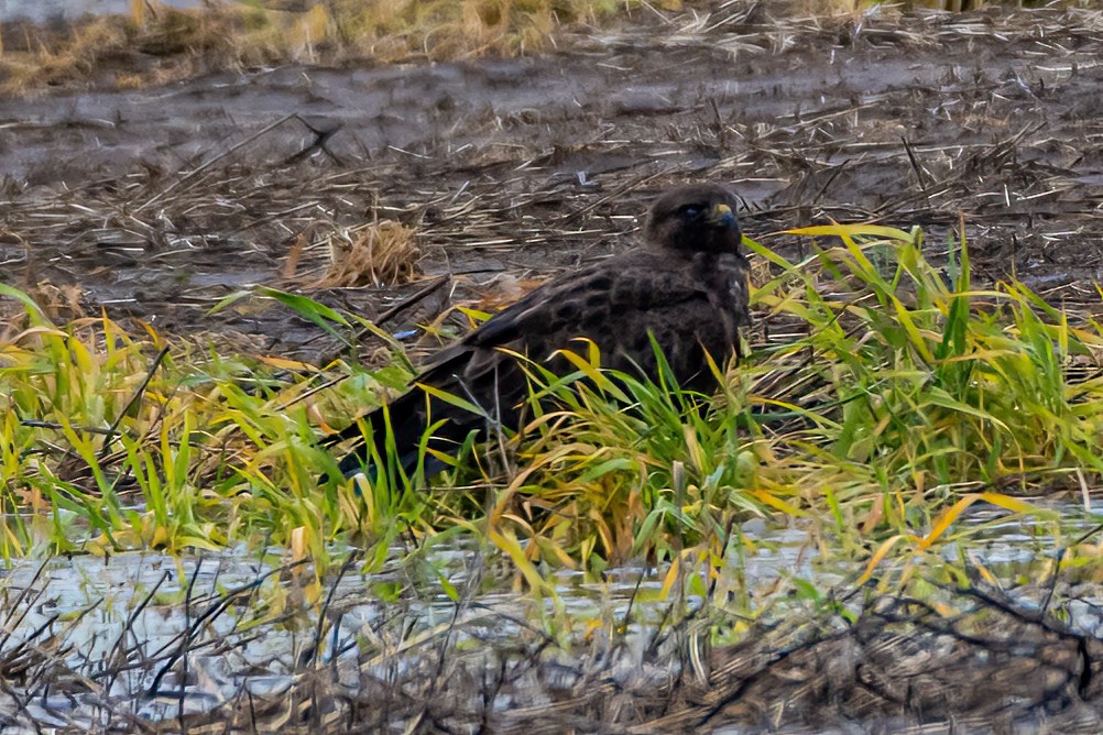 Red-tailed Hawk - ML634628299