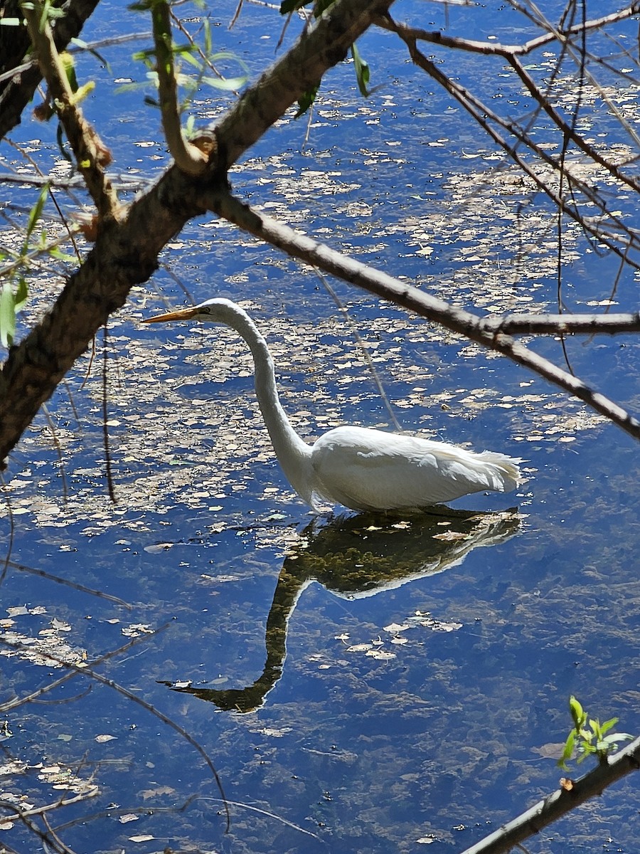Great Egret - ML634628308