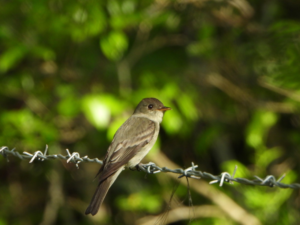 Eastern Wood-Pewee - ML634628311