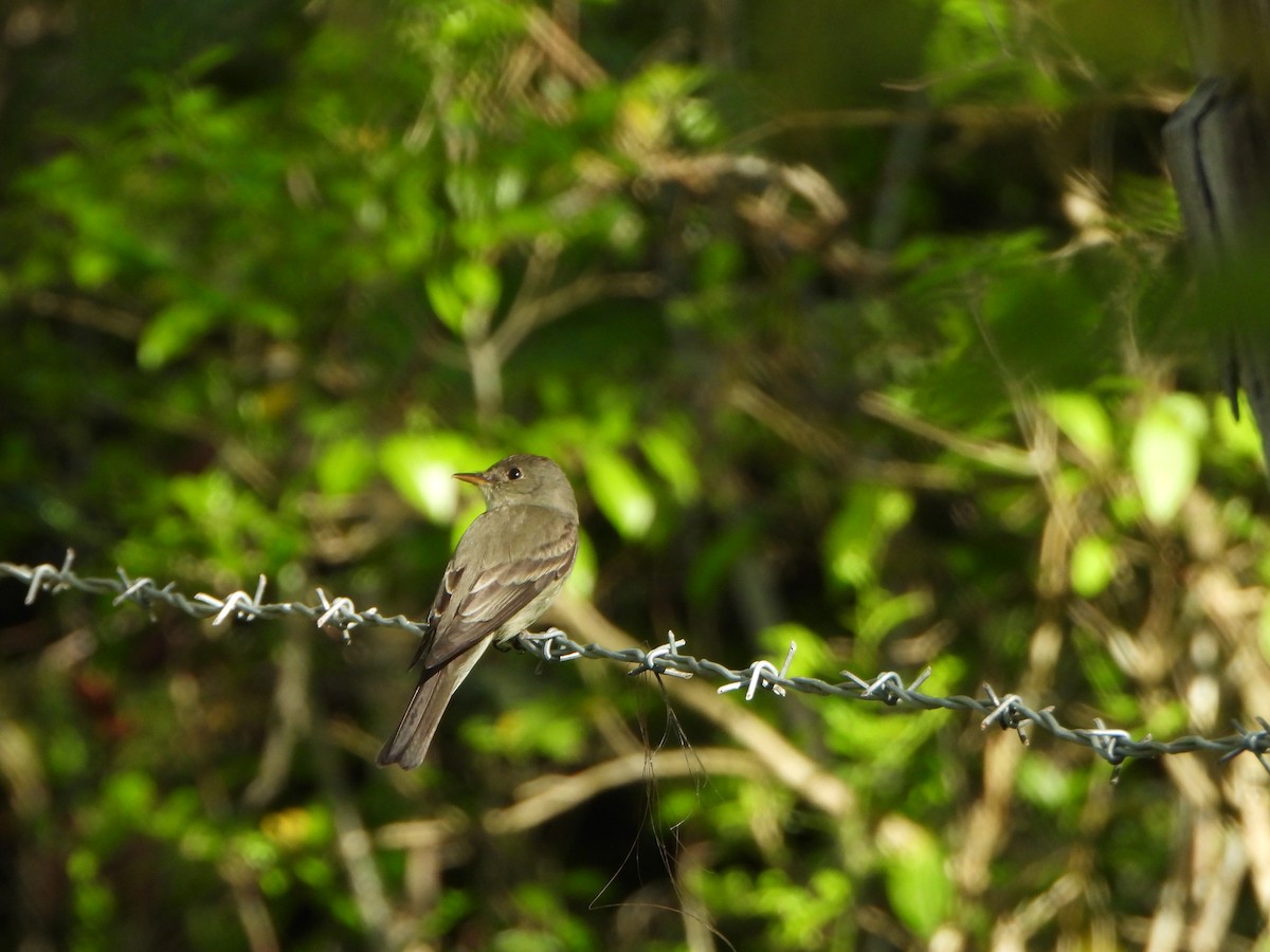 Eastern Wood-Pewee - ML634628317