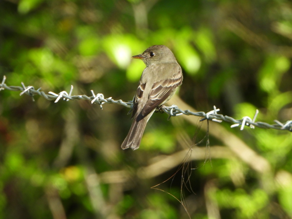 Eastern Wood-Pewee - ML634628318