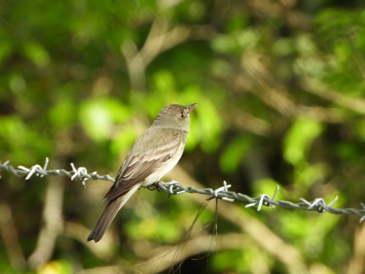 Eastern Wood-Pewee - ML634628319
