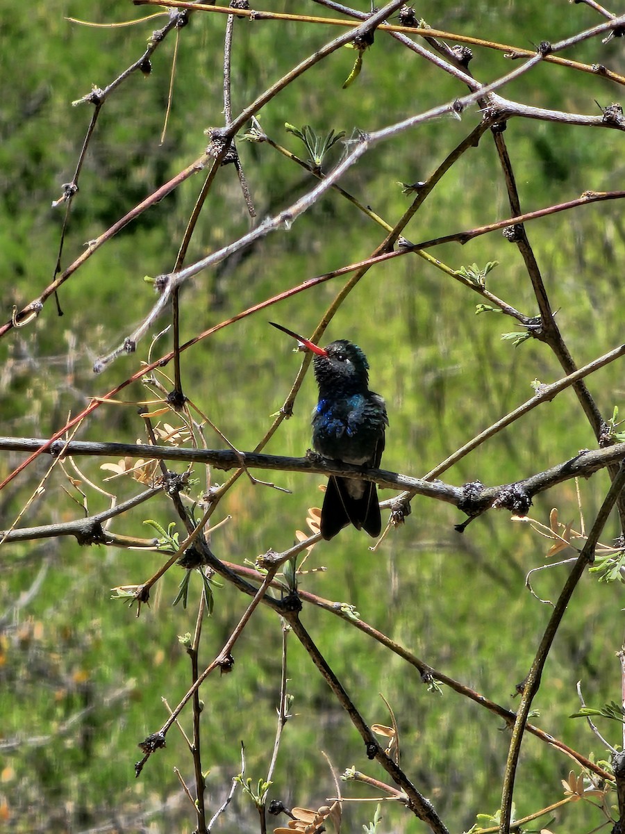 Broad-billed Hummingbird - ML634628395