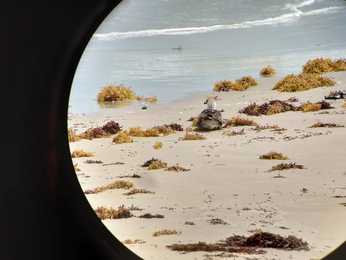 Pomarine Jaeger - ML634628417