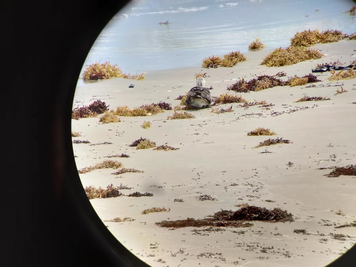 Pomarine Jaeger - ML634628418