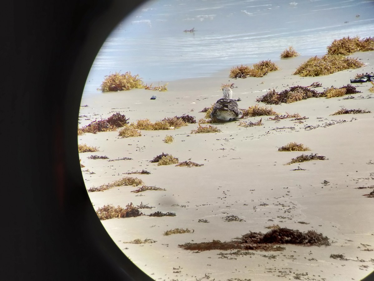 Pomarine Jaeger - ML634628420