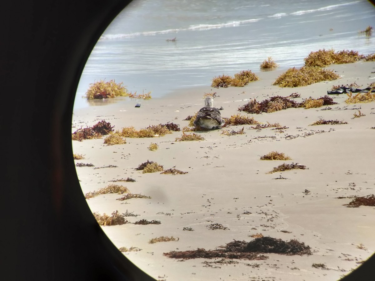 Pomarine Jaeger - ML634628425