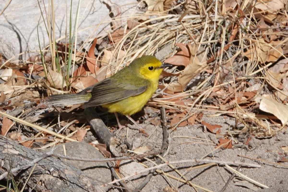 Hooded Warbler - ML634628485