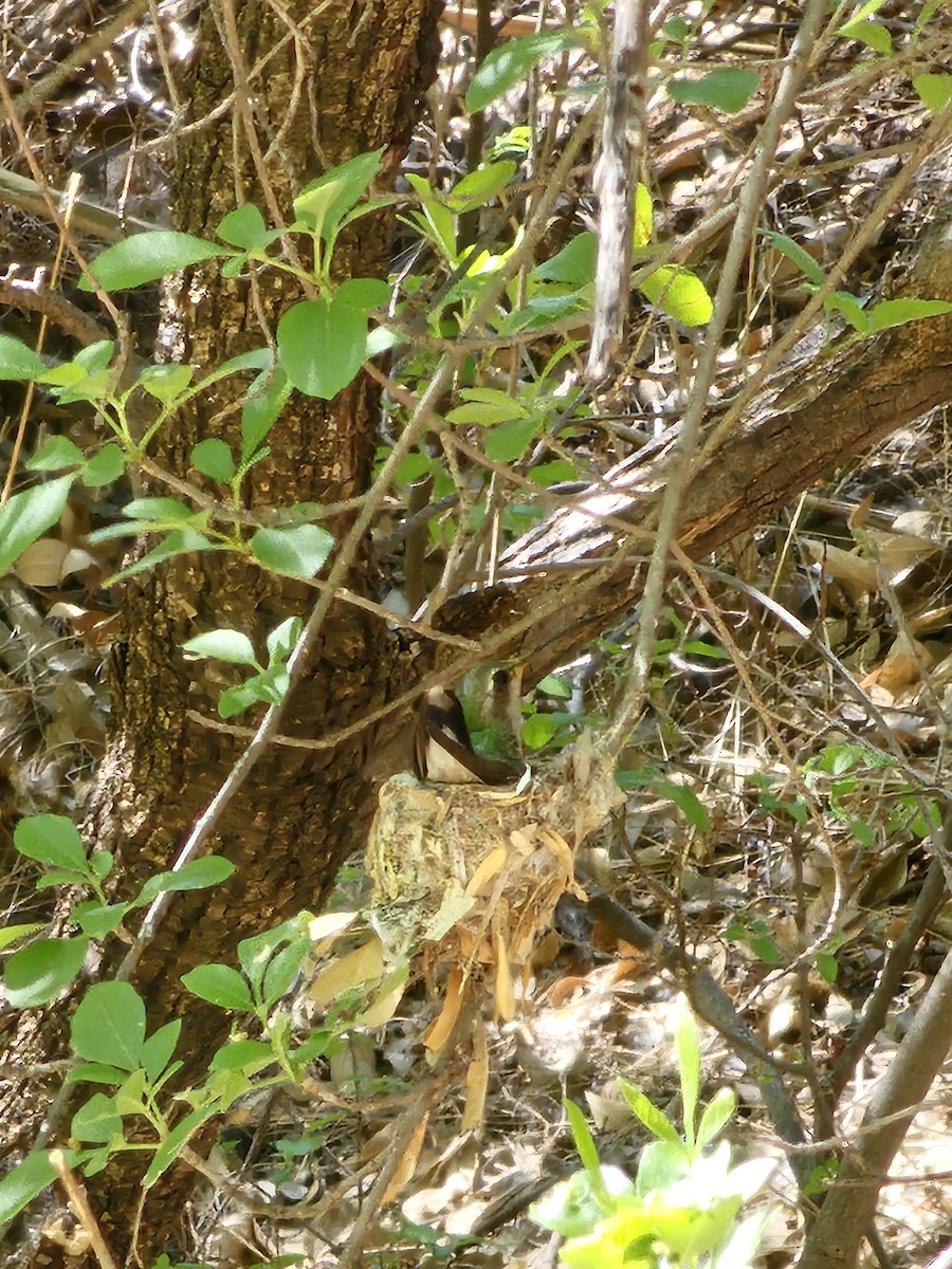 Broad-billed Hummingbird - ML634628510