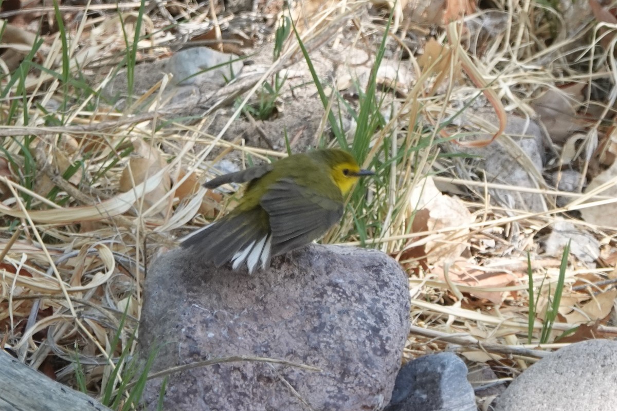 Hooded Warbler - ML634628544