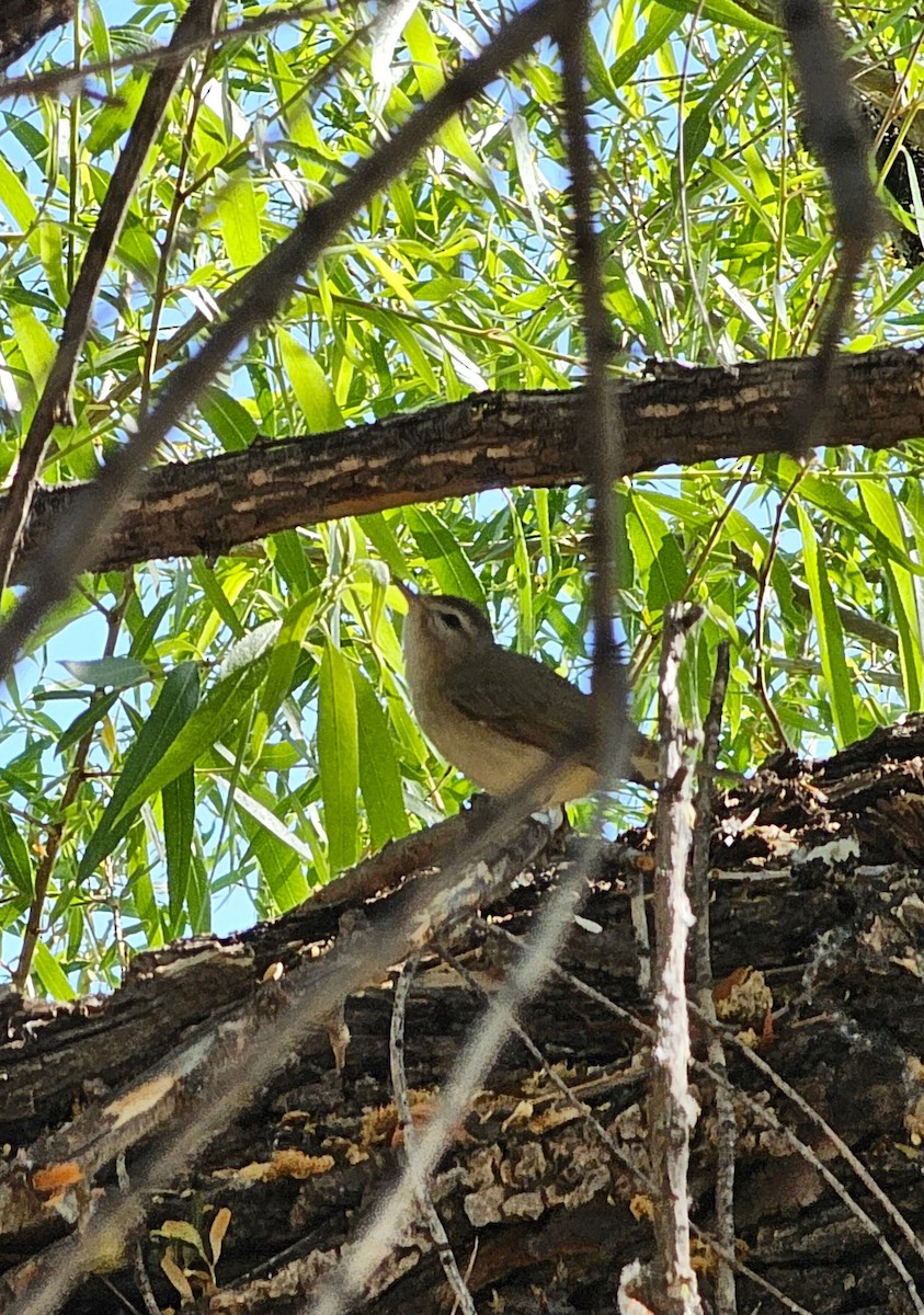 Western Warbling Vireo - ML634628568