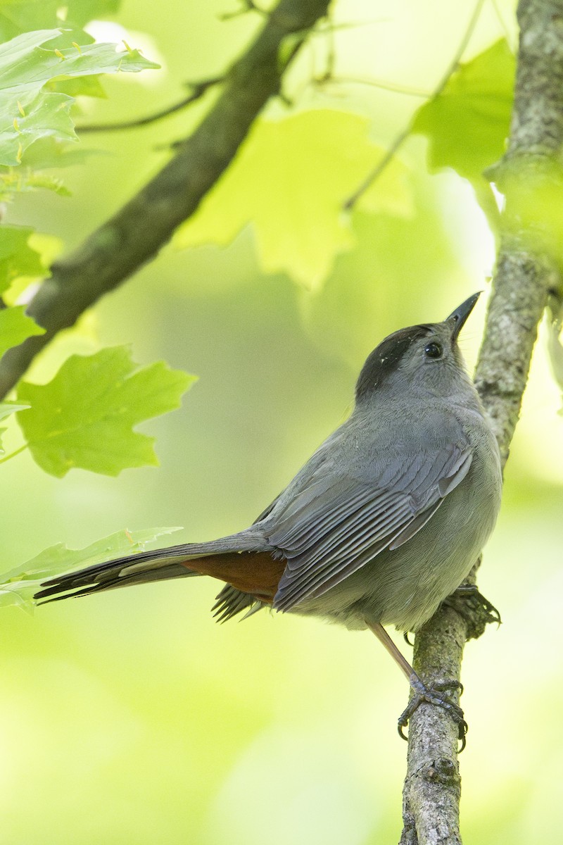 Gray Catbird - ML634628590