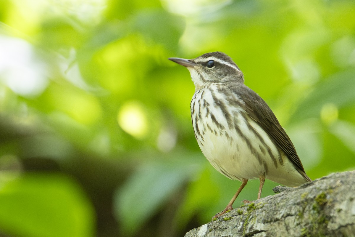 Louisiana Waterthrush - ML634628602