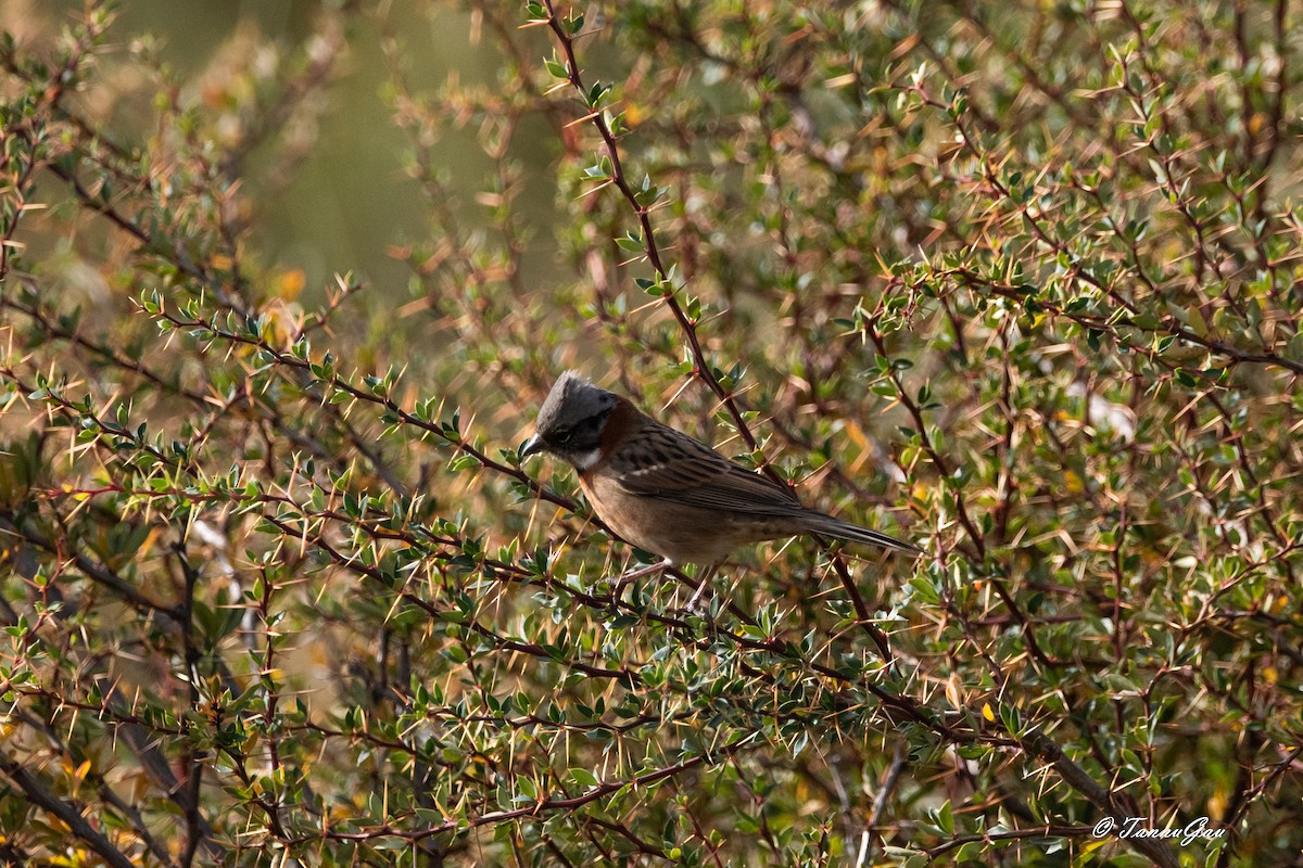 Bruant chingolo - ML634628719