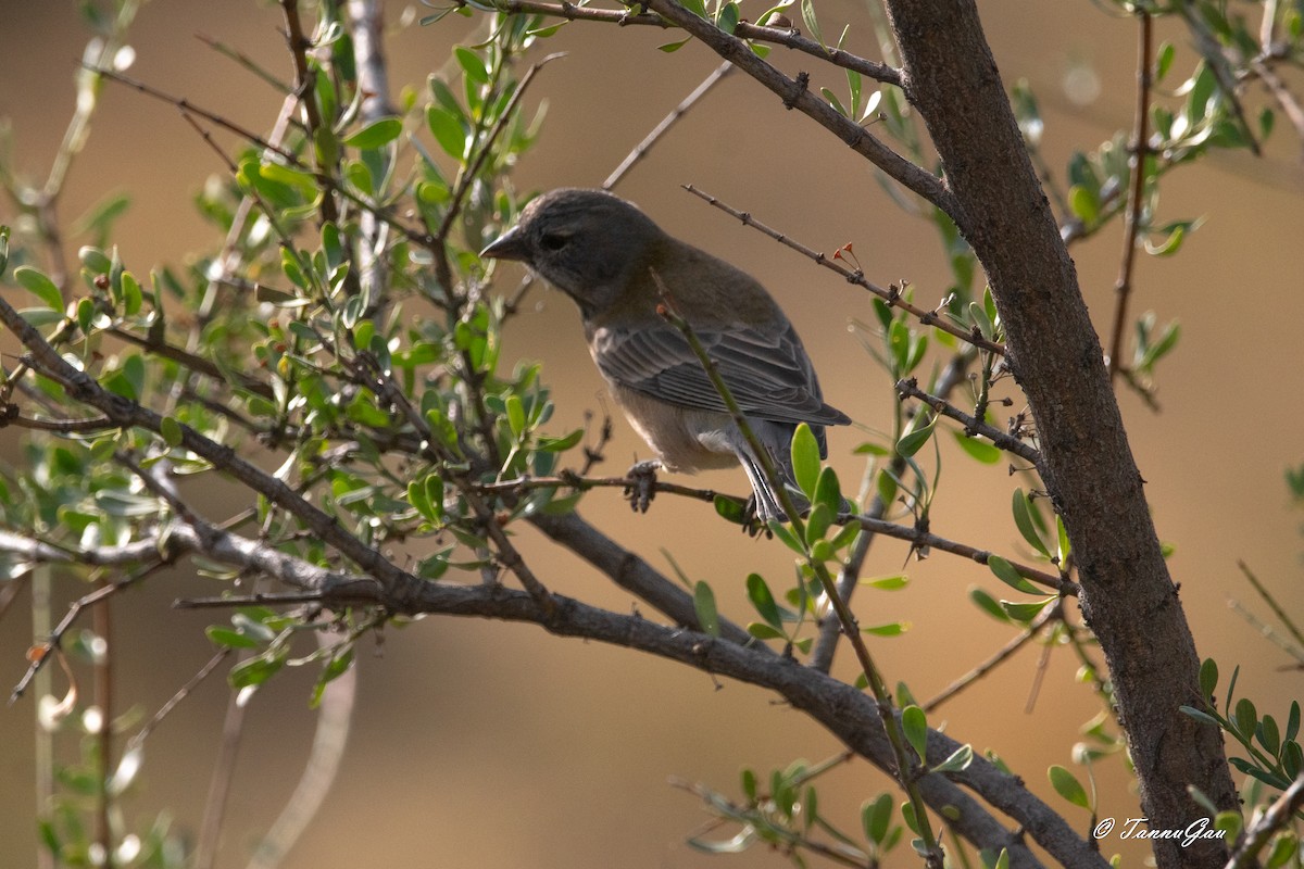 Phrygile à tête grise - ML634628727