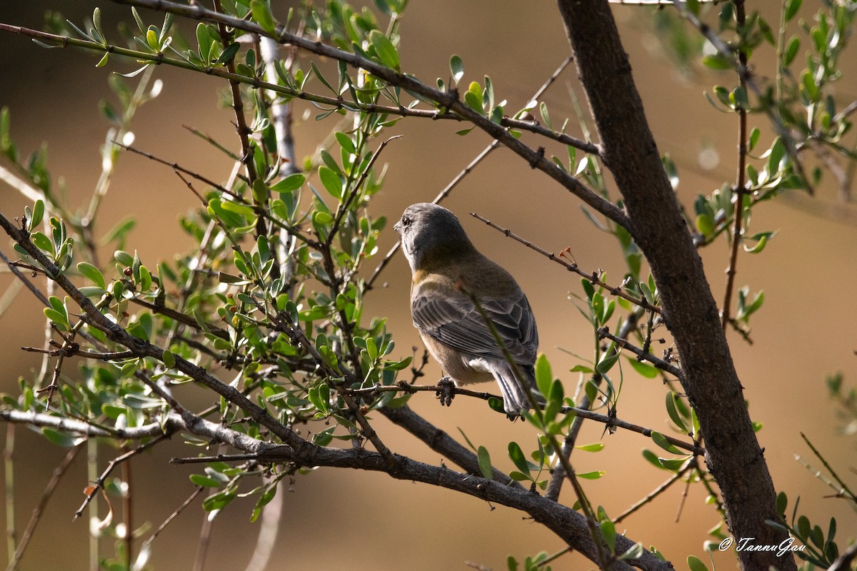 Phrygile à tête grise - ML634628732