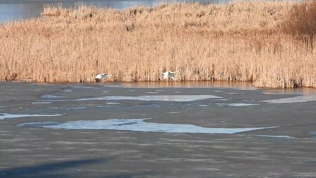 Trumpeter Swan - ML634628906