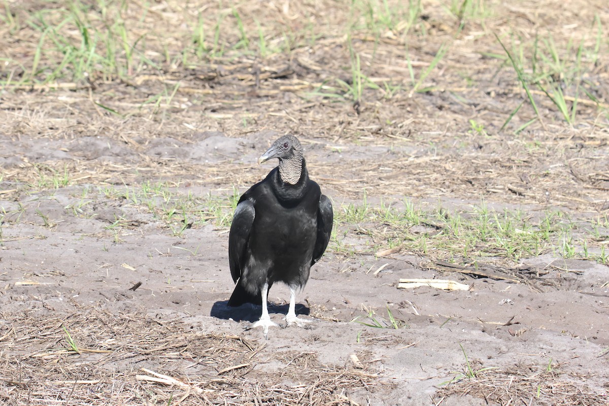 Black Vulture - ML634628911