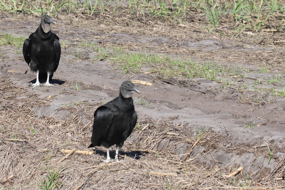Black Vulture - ML634628920