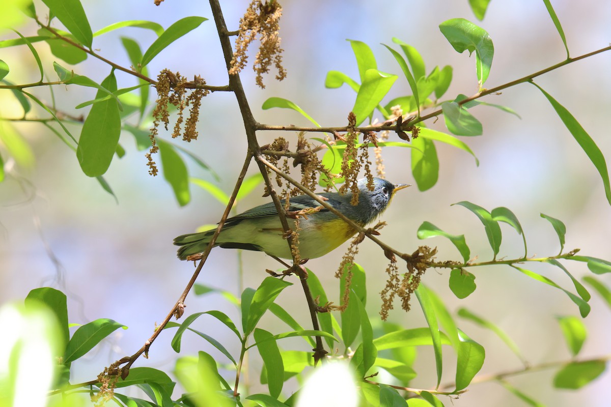 Northern Parula - ML634628932