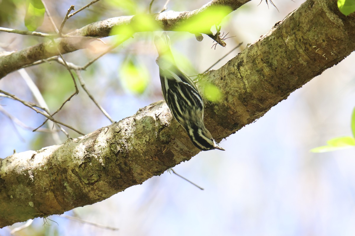 Black-and-white Warbler - ML634628938