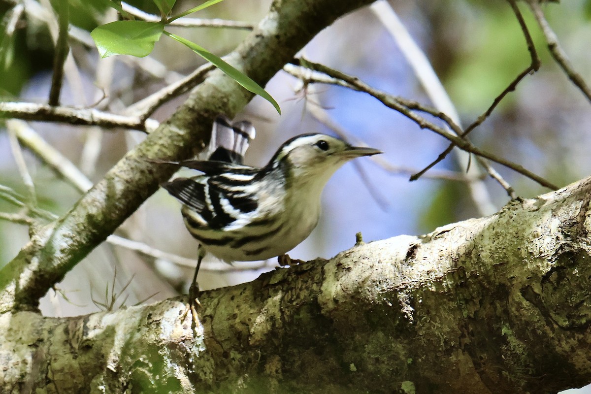 Black-and-white Warbler - ML634628940