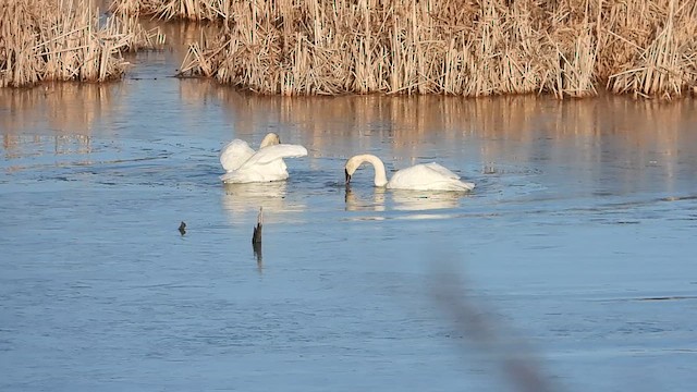 Trumpeter Swan - ML634628957