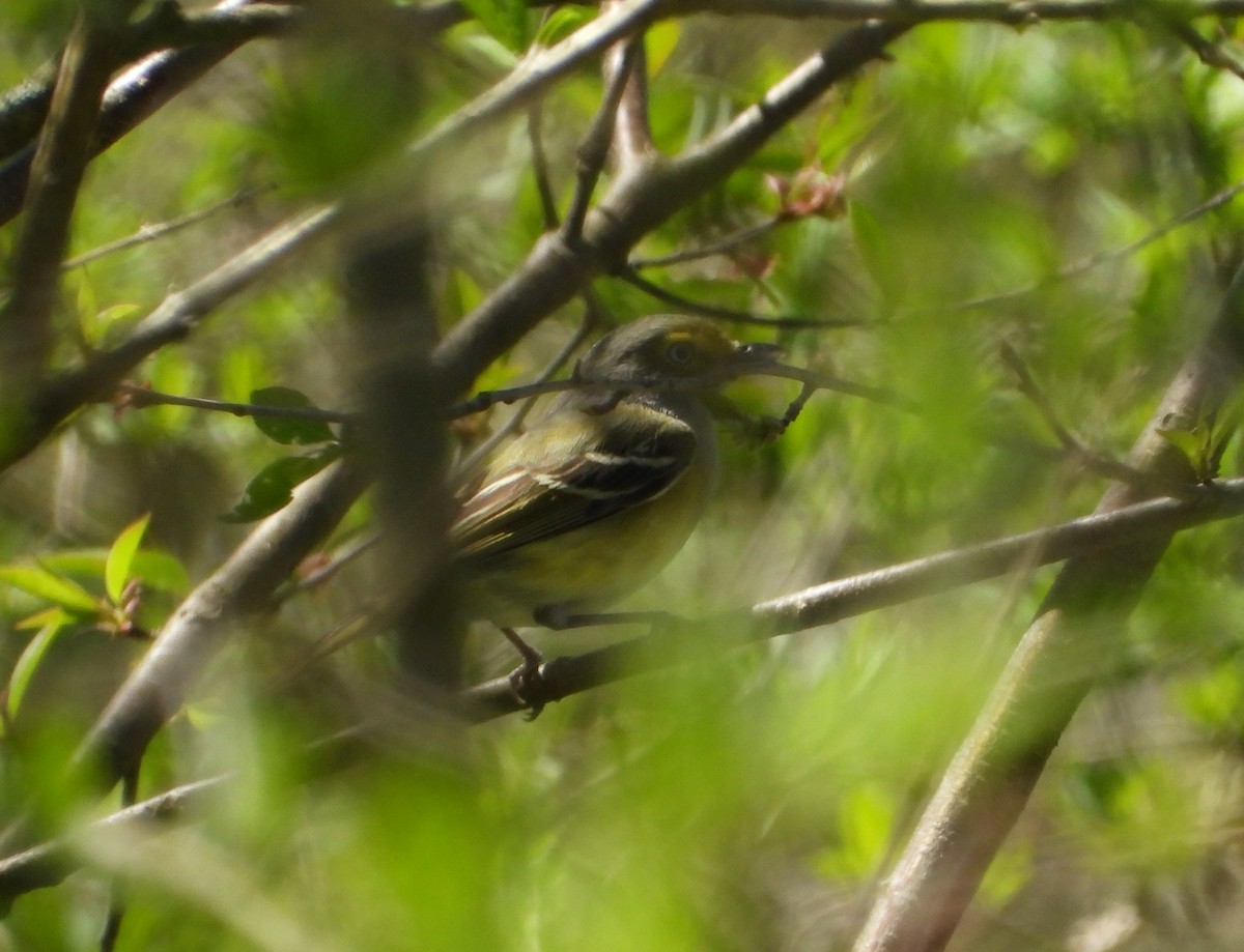 White-eyed Vireo - ML634628983