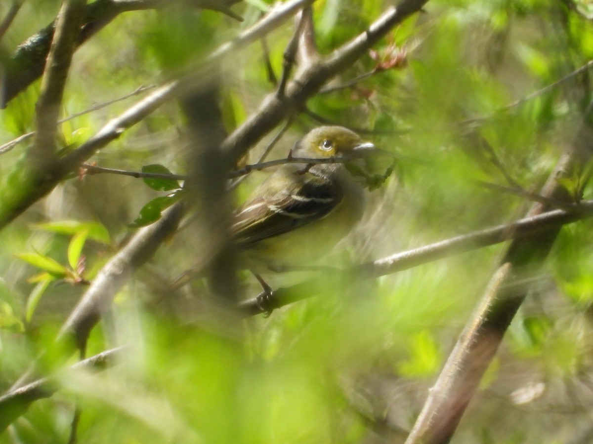 White-eyed Vireo - ML634628984