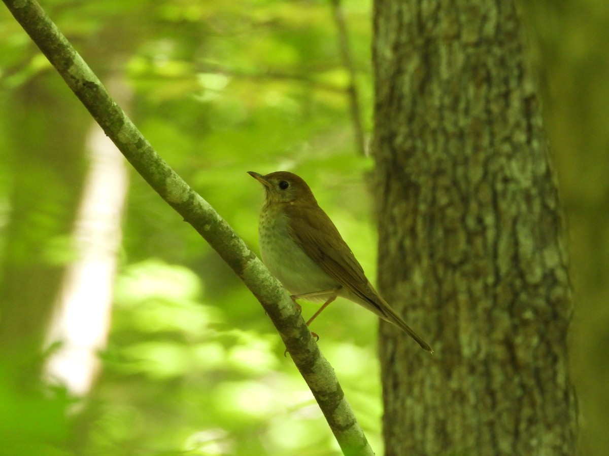 Veery - ML634629115