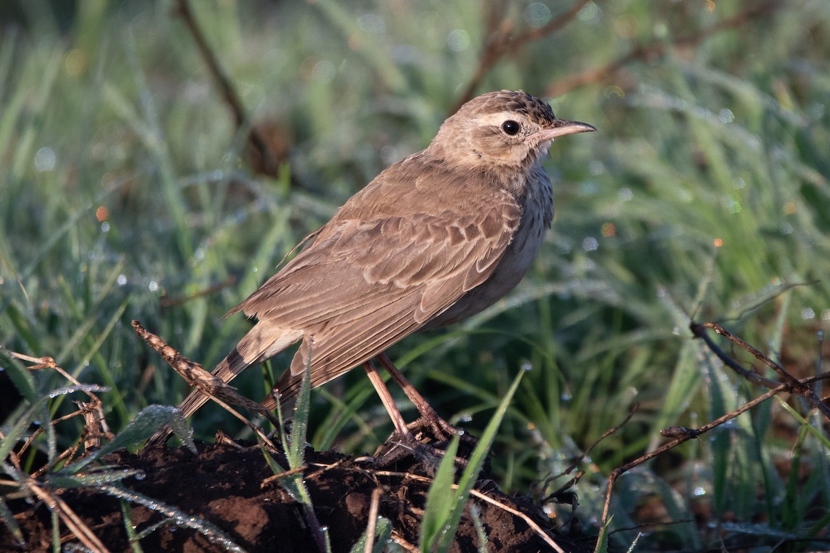 Plain-backed Pipit - ML634629134