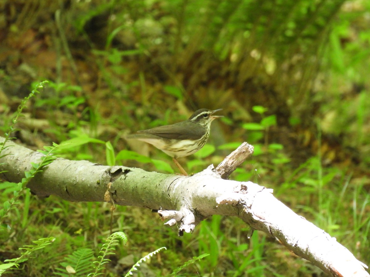 Louisiana Waterthrush - ML634629140